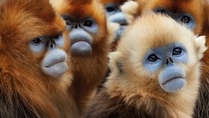 Семь миров, одна планета (2019)