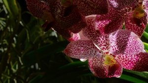 В королевстве растений (2012)