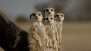 Тайная жизнь животных (2024)