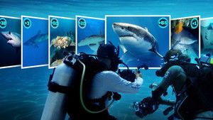 Все акулы (2025)