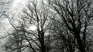 Сказки темной стороны (1983)