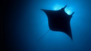 Аутсайдеры (2008)