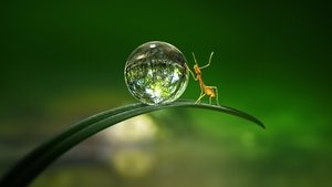 Крошечный мир (2020)