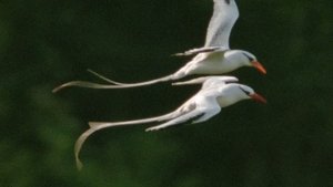 Изгоняющий дьявола (1973)