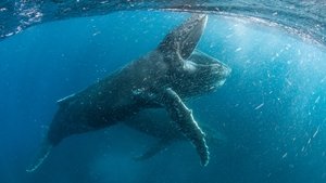 Супер-акула (2011)