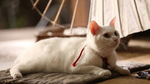 Самурай и кошка (2013)