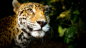 Большие кошки (2018)