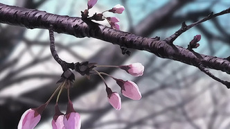 Любовь и Хина: Весна (2001)