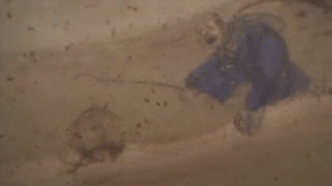 Зимние дни (2003)