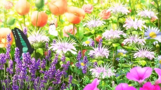 В стране чудес (2019)