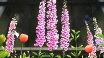 В стране чудес (2019)