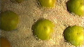 Обитель зла 4D: Палач (2000)