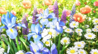 В стране чудес (2019)